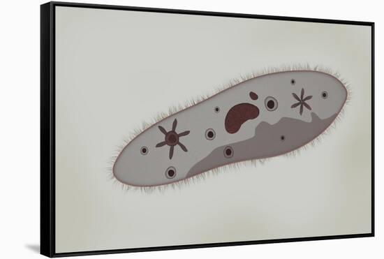 Microscopic View of Paramecium-null-Framed Stretched Canvas