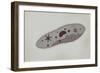 Microscopic View of Paramecium-null-Framed Art Print