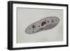 Microscopic View of Paramecium-null-Framed Art Print