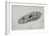 Microscopic View of Paramecium-null-Framed Art Print