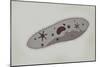 Microscopic View of Paramecium-null-Mounted Art Print