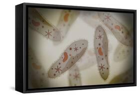 Microscopic View of Paramecium-null-Framed Stretched Canvas