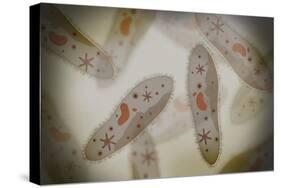 Microscopic View of Paramecium-null-Stretched Canvas