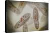 Microscopic View of Paramecium-null-Stretched Canvas