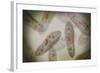 Microscopic View of Paramecium-null-Framed Art Print