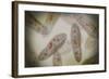 Microscopic View of Paramecium-null-Framed Art Print