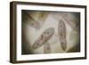 Microscopic View of Paramecium-null-Framed Art Print