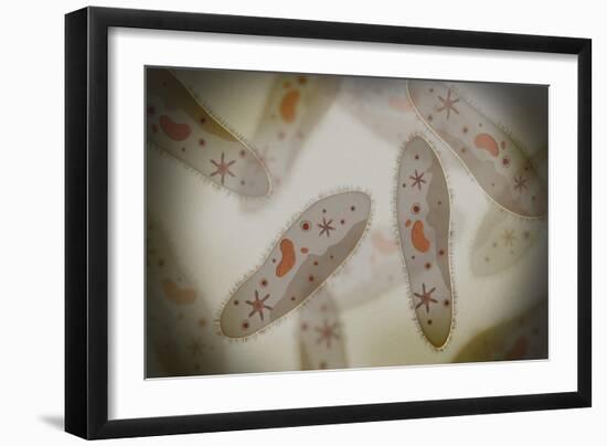 Microscopic View of Paramecium-null-Framed Art Print