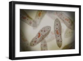 Microscopic View of Paramecium-null-Framed Art Print