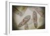 Microscopic View of Paramecium-null-Framed Art Print