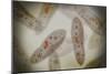 Microscopic View of Paramecium-null-Mounted Art Print