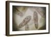 Microscopic View of Paramecium-null-Framed Premium Giclee Print