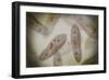 Microscopic View of Paramecium-null-Framed Premium Giclee Print