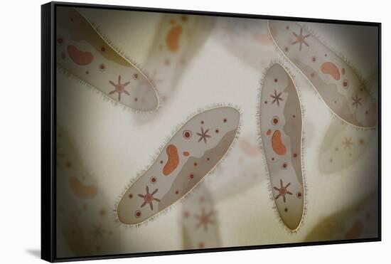 Microscopic View of Paramecium-null-Framed Stretched Canvas