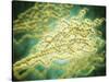 Microscopic View of Penicillium Expansum-null-Stretched Canvas