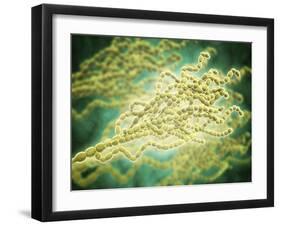 Microscopic View of Penicillium Expansum-null-Framed Art Print