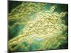 Microscopic View of Penicillium Expansum-null-Mounted Art Print