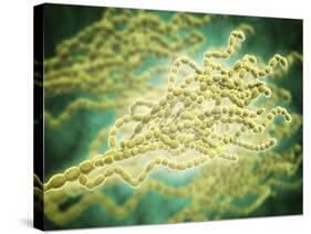 Microscopic View of Penicillium Expansum-null-Stretched Canvas