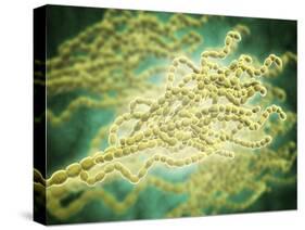 Microscopic View of Penicillium Expansum-null-Stretched Canvas