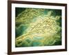 Microscopic View of Penicillium Expansum-null-Framed Art Print