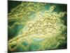 Microscopic View of Penicillium Expansum-null-Mounted Art Print