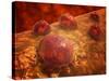 Microscopic View of Phagocytic Macrophages-Stocktrek Images-Stretched Canvas