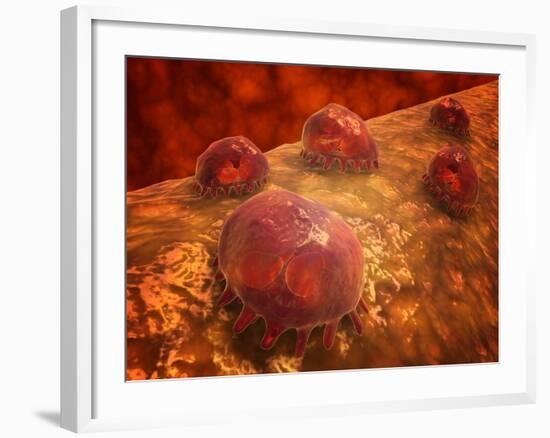 Microscopic View of Phagocytic Macrophages-Stocktrek Images-Framed Photographic Print