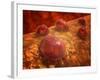 Microscopic View of Phagocytic Macrophages-Stocktrek Images-Framed Photographic Print