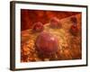 Microscopic View of Phagocytic Macrophages-Stocktrek Images-Framed Photographic Print