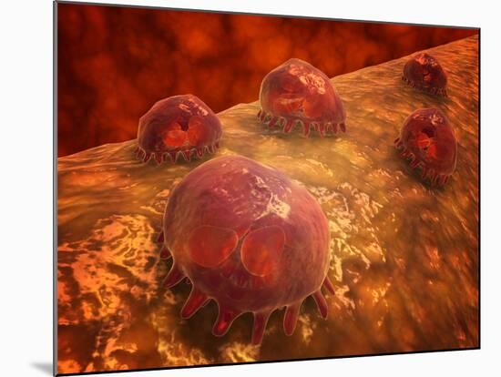 Microscopic View of Phagocytic Macrophages-Stocktrek Images-Mounted Photographic Print