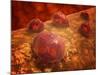 Microscopic View of Phagocytic Macrophages-Stocktrek Images-Mounted Photographic Print