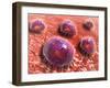 Microscopic View of Phagocytic Macrophages-null-Framed Art Print