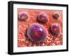 Microscopic View of Phagocytic Macrophages-null-Framed Art Print