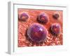 Microscopic View of Phagocytic Macrophages-null-Framed Art Print