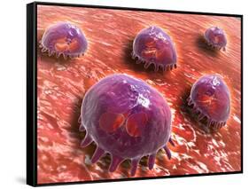 Microscopic View of Phagocytic Macrophages-null-Framed Stretched Canvas