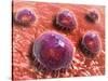 Microscopic View of Phagocytic Macrophages-null-Stretched Canvas