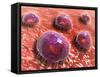 Microscopic View of Phagocytic Macrophages-null-Framed Stretched Canvas