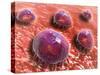 Microscopic View of Phagocytic Macrophages-null-Stretched Canvas