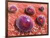 Microscopic View of Phagocytic Macrophages-null-Framed Art Print