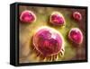 Microscopic View of Phagocytic Macrophages-null-Framed Stretched Canvas