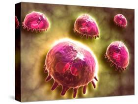 Microscopic View of Phagocytic Macrophages-null-Stretched Canvas