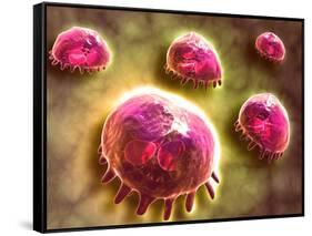 Microscopic View of Phagocytic Macrophages-null-Framed Stretched Canvas