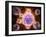 Microscopic View of Poliovirus-null-Framed Art Print