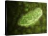 Microscopic View of Protozoa-null-Stretched Canvas