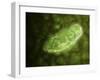 Microscopic View of Protozoa-null-Framed Art Print