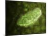 Microscopic View of Protozoa-null-Mounted Art Print