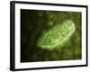 Microscopic View of Protozoa-null-Framed Art Print