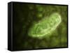 Microscopic View of Protozoa-null-Framed Stretched Canvas