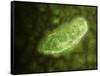 Microscopic View of Protozoa-null-Framed Stretched Canvas