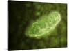 Microscopic View of Protozoa-null-Stretched Canvas